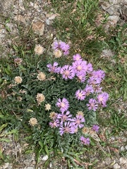 Psephellus caucasicus