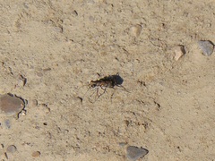 Cicindela repanda