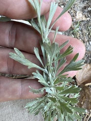 Artemisia tridentata