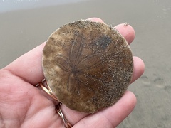 Dendraster excentricus