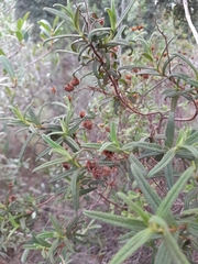 Cistus monspeliensis