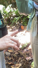 Nymphalidae
