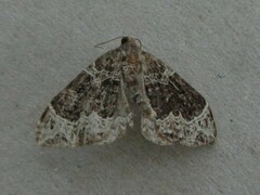 Larentiinae