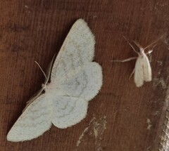 Cabera exanthemata