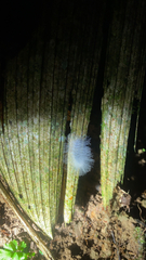 Megalopyginae