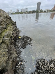 Acanthogobius flavimanus