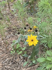 Helianthus petiolaris