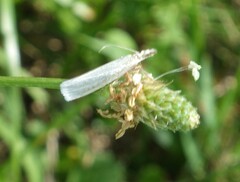 Crambus perlella