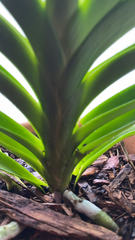 Vanda