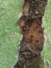 Nasutitermes corniger