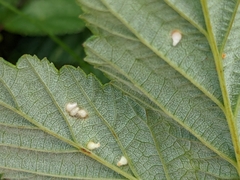 Dasineura ulmaria