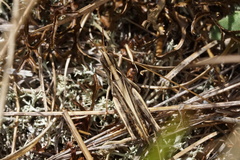 Orphulella pelidna