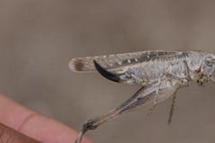 Platycleis intermedia