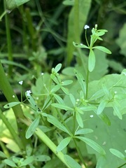 Galium trifidum