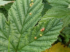 Dasineura ulmaria