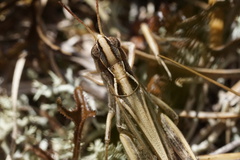 Orphulella pelidna