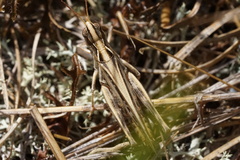 Orphulella pelidna