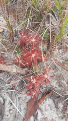 Drosera graomogolensis