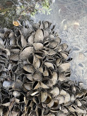Mytilus edulis