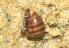 Melampus olivaceus