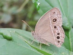 Mycalesis mineus