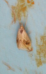 Evergestis forficalis