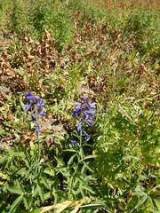 Delphinium glaucum