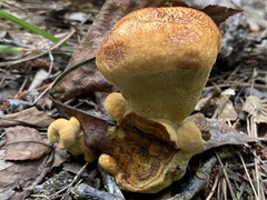 Phaeolus