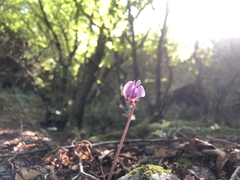 Cyclamen hederifolium