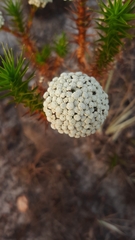 Eriocaulaceae