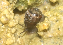 Melampus olivaceus