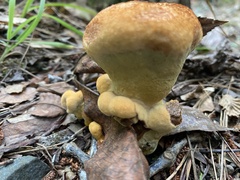 Phaeolus