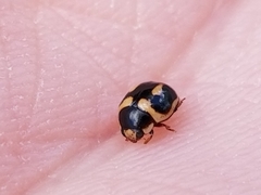 Hyperaspis trifurcata