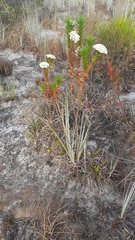 Eriocaulaceae
