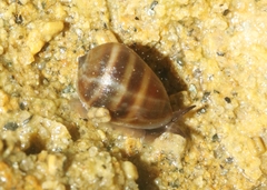Melampus olivaceus