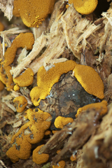 Oligonema persimile