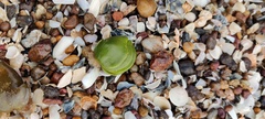 Mollusca