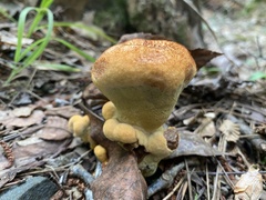 Phaeolus