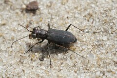 Cicindela punctulata