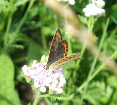 Lycaena tityrus