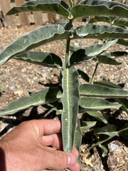 Asclepias
