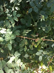 Rosa nutkana