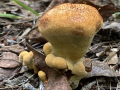 Phaeolus
