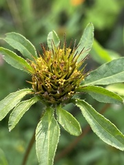 Bidens frondosa
