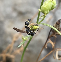 Parancistrocerus perennis
