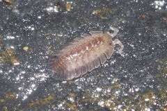 Armadilloniscus holmesi