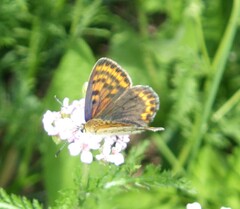 Lycaena tityrus