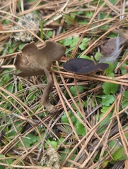 Helvella macropus
