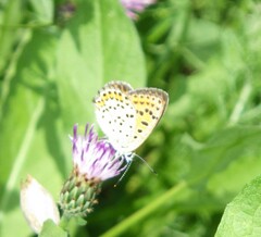 Lycaena tityrus