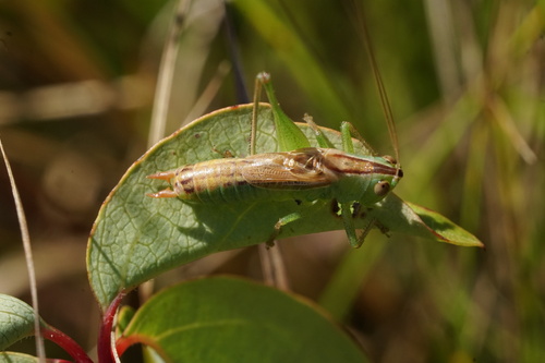 Straight-lanced Meadow Katydid photo 6